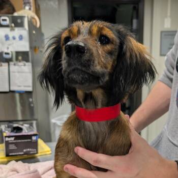Stacey -  Miniature Dachshund and Mixed Breed Dog for Adoption in Tampa, Florida - Stacey | PetCurious