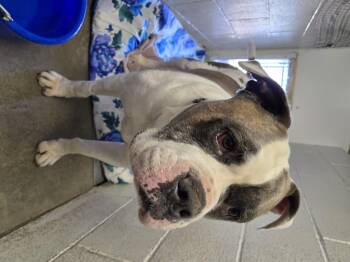 Emmett -  American Staffordshire Terrier Dog for Adoption in Brooks, Alberta - Emmett | PetCurious