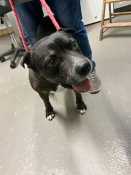 Edith -  Mixed Breed Dog for Adoption in Dyersburg, Tennessee - Edith | PetCurious