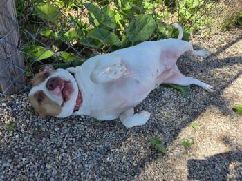Queen -  Pit Bull Terrier and Mixed Breed Dog for Adoption in Charlotte, Michigan - Queen | PetCurious