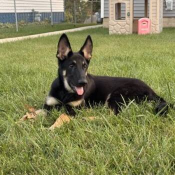 Rocky -  German Shepherd Dog Dog for Adoption in Van Horne, Iowa - Rocky | PetCurious