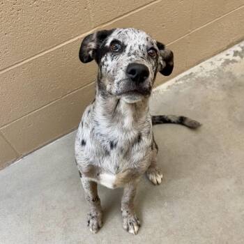 Catahoula Leopard Dog Dogs Available for Adoption in Ojai, California - Leo | PetCurious