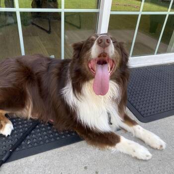 Australian Shepherd Dogs Available for Adoption in Bedford, New Hampshire - Hades | PetCurious