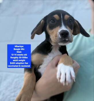 Mbarkpe -  Beagle Dog for Adoption in Oviedo, Florida - Mbarkpe | PetCurious
