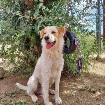 Moose -  Australian Cattle Dog Blue Heeler and Great Pyrenees Dog for Adoption in Bisbee, Arizona - Moose | PetCurious