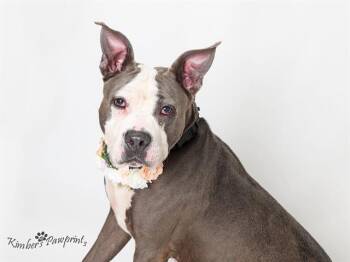 CHICHI -  Boxer and Mixed Breed Dog for Adoption in Omaha, Nebraska - CHICHI | PetCurious
