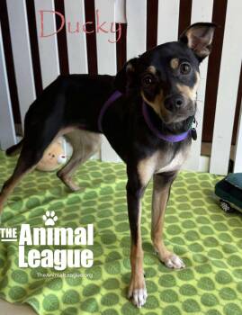 Rescue Rat Terrier and Catahoula Leopard Dog Dogs for Adoption in Groveland, Florida - Ducky | PetCurious