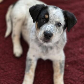 Australian Cattle Dog Blue Heeler and Australian Shepherd Dogs Available for Adoption - Smokey | PetCurious