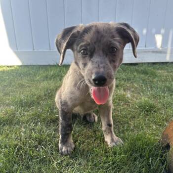 Shade -  Mixed Breed Dog for Adoption in Ferndale, Michigan - Shade | PetCurious
