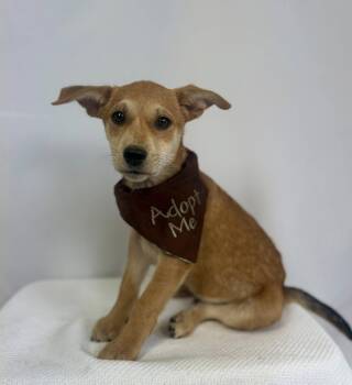 Rescue Labrador Retriever Dogs for Adoption in New Stanton, Pennsylvania - Pugsley | PetCurious