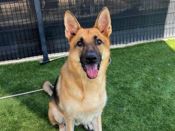 Rescue German Shepherd Dog Dogs for Adoption in Tustin, California - MERCUTIO | PetCurious