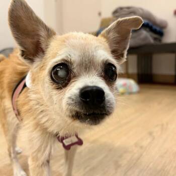 Paige 14146 -  Terrier and Chihuahua Dog for Adoption in San Francisco, California - Paige 14146 | PetCurious