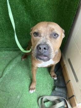 River -  Pit Bull Terrier and Mixed Breed Dog for Adoption in Gainesville, Florida - River | PetCurious