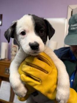 Mixed Breed Dogs Available for Adoption in West Chester, Pennsylvania - Nadia | PetCurious