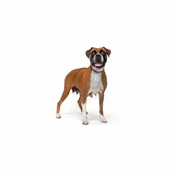 Evita -  Boxer Dog for Adoption in Los Angeles, California - Evita | PetCurious