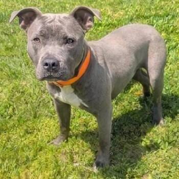 Pit Bull Terrier and Staffordshire Bull Terrier Dogs Available for Adoption in Akron, Ohio - WALLA | PetCurious