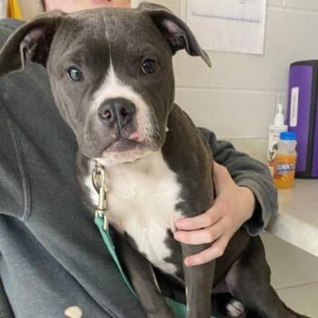 Mixed Breed Dogs Available for Adoption in Indianapolis, Indiana - Echo | PetCurious