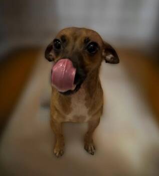 Rescue Chihuahua Dogs for Adoption in Los Angeles, California - Avita | PetCurious