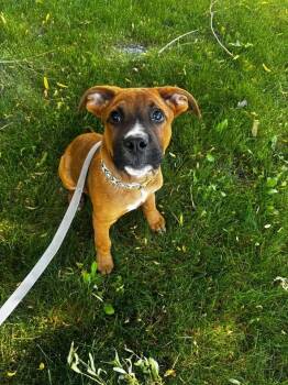 Mack (formerly Duffey) -  Boxer Dog for Adoption in Colorado Springs, Colorado - Mack (formerly Duffey) | PetCurious