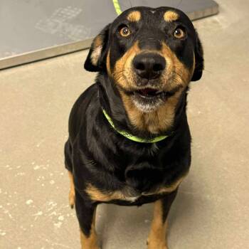 Rescue Hound Dogs for Adoption in Martinsville, Virginia - Oscar Mayer | PetCurious