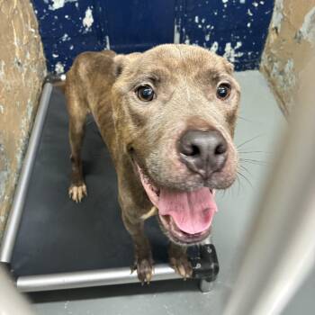 Lucky -  Pit Bull Terrier Dog for Adoption in Newark, New Jersey - Lucky | PetCurious