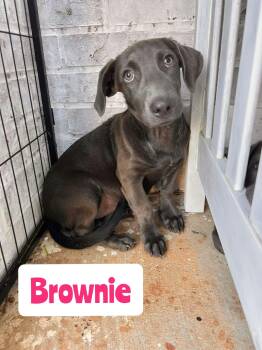 Brownie -  Labrador Retriever and Dachshund Dog for Adoption in New Baltimore, Michigan - Brownie | PetCurious