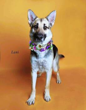 LANI -  German Shepherd Dog Dog for Adoption in Jefferson City, Missouri - LANI | PetCurious