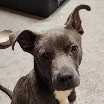 Rescue Pit Bull Terrier Dogs for Adoption in Owasso, Oklahoma - Cayden | PetCurious
