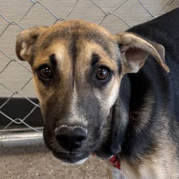 Rescue Mixed Breed Dogs for Adoption in Las Cruces, New Mexico - 99549 | PetCurious