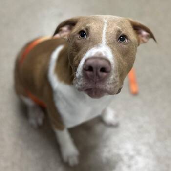 Wiggles -  Pit Bull Terrier and Mixed Breed Dog for Adoption in League City, Texas - Wiggles | PetCurious