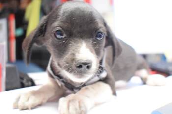 Chihuahua Dogs Available for Adoption in Pahrump, Nevada - Lucy (Hailey P3) | PetCurious