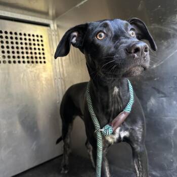 Pit Bull Terrier Dogs Available for Adoption in Birmingham, Alabama - Cheesecake | PetCurious