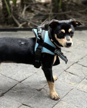 Chihuahua and Miniature Pinscher Dogs Available for Adoption in Langley Township, British Columbia - BENITA | PetCurious