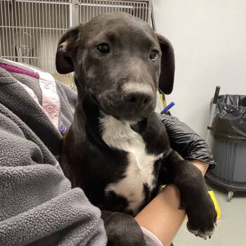 Rescue Mixed Breed Dogs for Adoption in Abilene, Texas - Ace | PetCurious