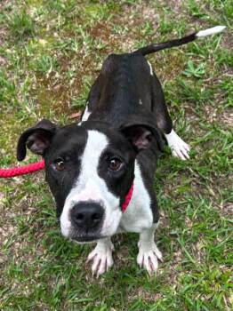 Eliza -  Pit Bull Terrier and Mixed Breed Dog for Adoption in Madison, Georgia - Eliza | PetCurious