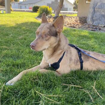 Diego -  Catahoula Leopard Dog Dog for Adoption in Pasco, Washington - Diego | PetCurious