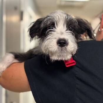 Mixed Breed Dogs Available for Adoption - Mia | PetCurious