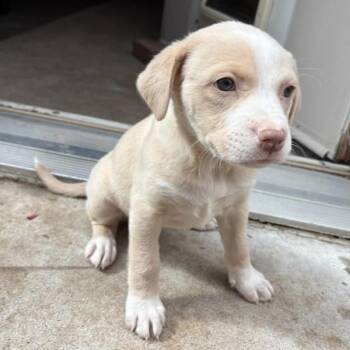 Labrador Retriever and Mixed Breed Dogs Available for Adoption in Albuquerque, New Mexico - FARRAH | PetCurious