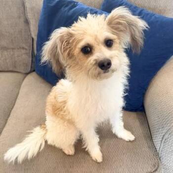 Pearl -  Poodle and Jack Russell Terrier Dog for Adoption - Pearl | PetCurious