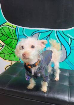 GUCCI -  Maltipoo Dog for Adoption in Vandergrift, Pennsylvania - GUCCI | PetCurious