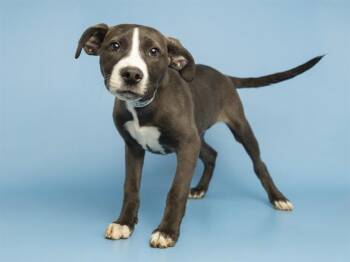 Pit Bull Terrier Dogs Available for Adoption in Phoenix, Arizona - PIXIE | PetCurious