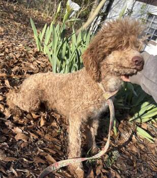 Blanche-FOSTERED IN THE NORTHEAST -  Poodle Dog for Adoption in Fosters, Alabama - Blanche-FOSTERED IN THE NORTHEAST | PetCurious