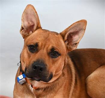 KODIAK -  Pit Bull Terrier and German Shepherd Dog Dog for Adoption in Loveland, Colorado - KODIAK | PetCurious