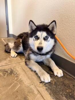 Siberian Husky Dogs Available for Adoption in Ontario, California - AJAX | PetCurious