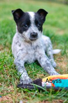 Abyss -  Australian Cattle Dog Blue Heeler Dog for Adoption in Duluth, Minnesota - Abyss | PetCurious