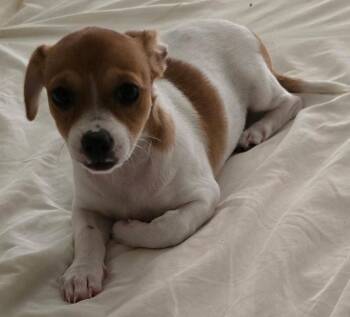 Mia -  Chihuahua and Jack Russell Terrier Dog for Adoption in Seal Beach, California - Mia | PetCurious