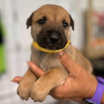 Roma -  German Shepherd Dog Dog for Adoption in Tampa, Florida - Roma | PetCurious