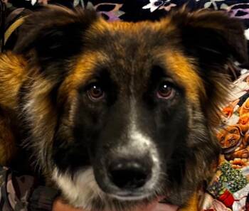 Shepherd Dogs Available for Adoption in Elizabethton, Tennessee - BUCK | PetCurious