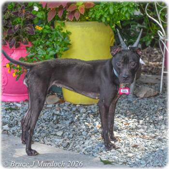Trixie -  Pit Bull Terrier Dog for Adoption in Wake Forest, North Carolina - Trixie | PetCurious