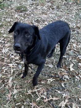 Monkee - will be at Always Adopt Nov. 7 -  Black Labrador Retriever Dog for Adoption in Alexandria, Louisiana - Monkee - Will Be At Always Adopt Nov. 7 | PetCurious